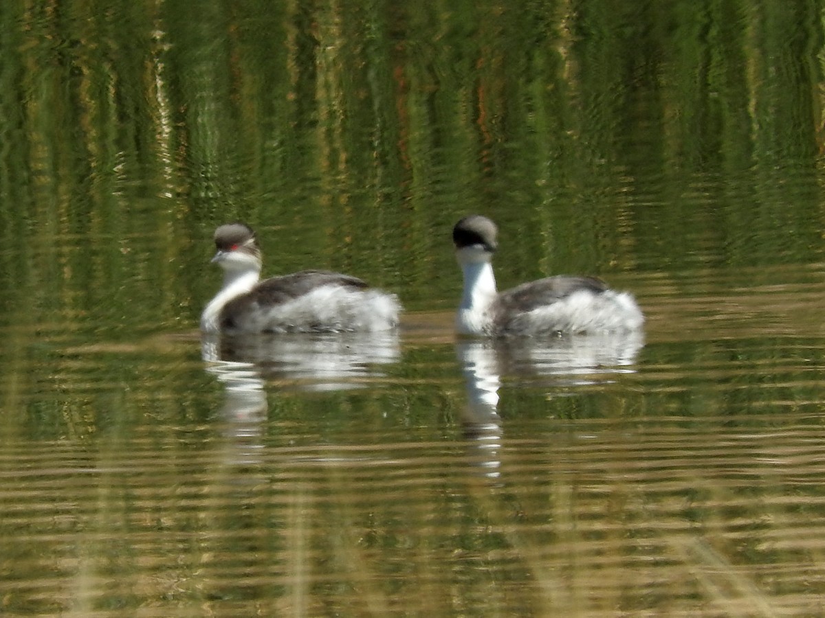 Silvery Grebe (Andean) - ML124255821