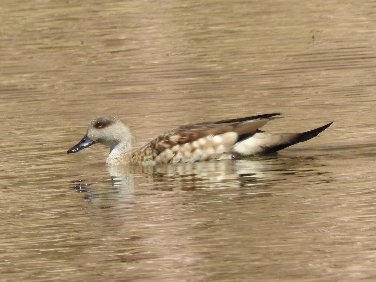 Crested Duck - ML124255981