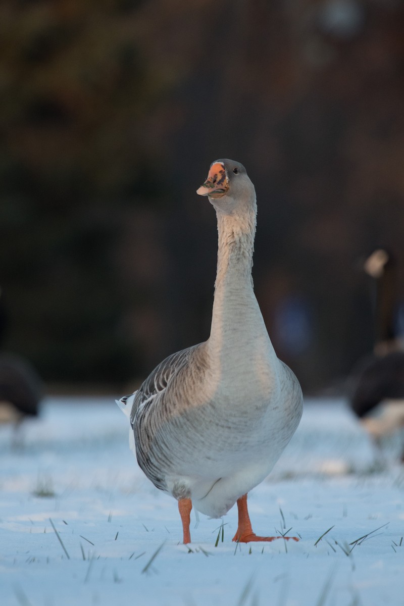Domestic goose sp. (Domestic type) - ML124258111