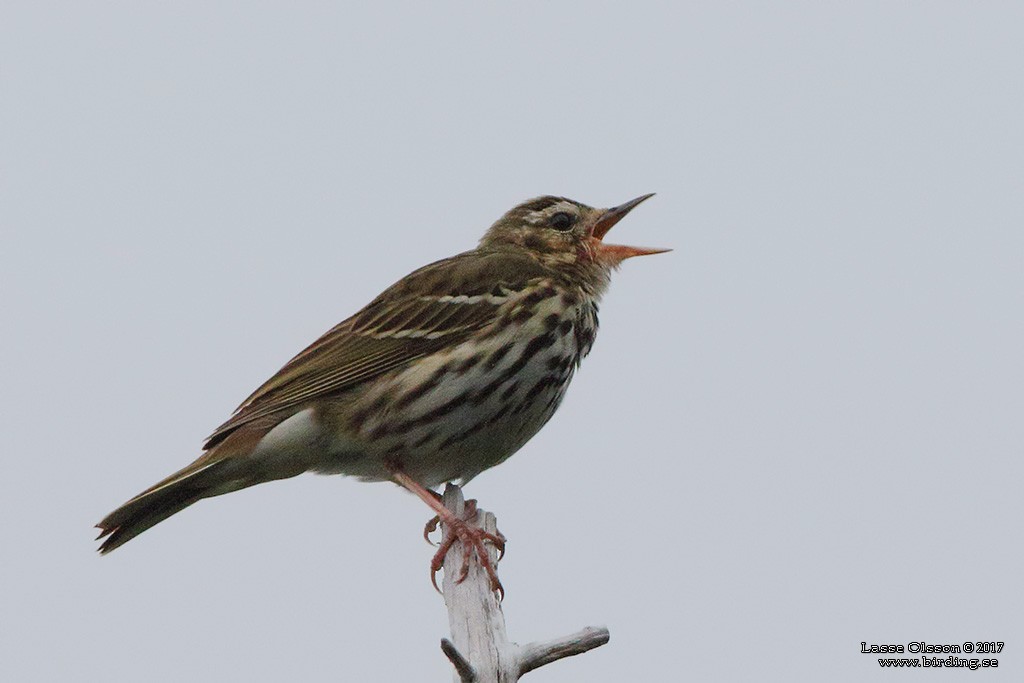 Olive-backed Pipit - ML124258751