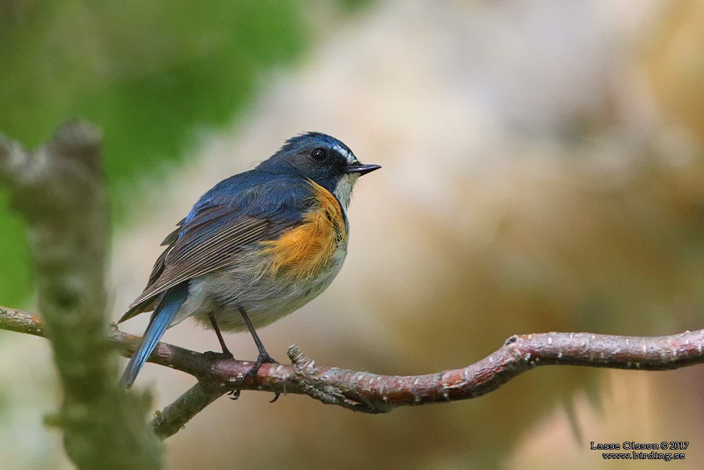 Red-flanked Bluetail - Lasse Olsson