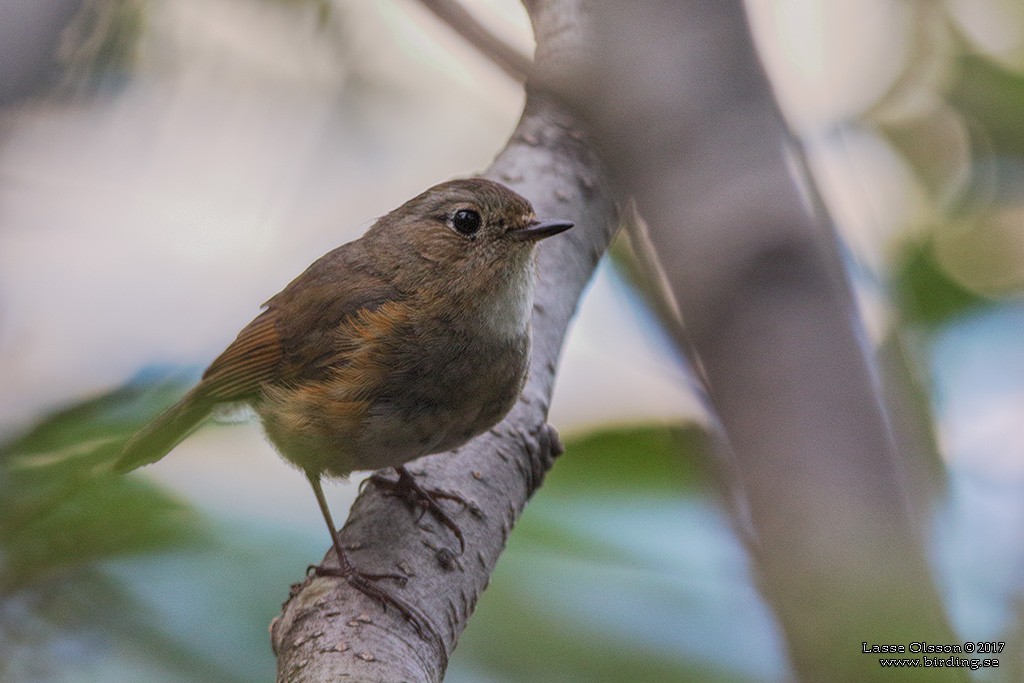 Red-flanked Bluetail - ML124258891