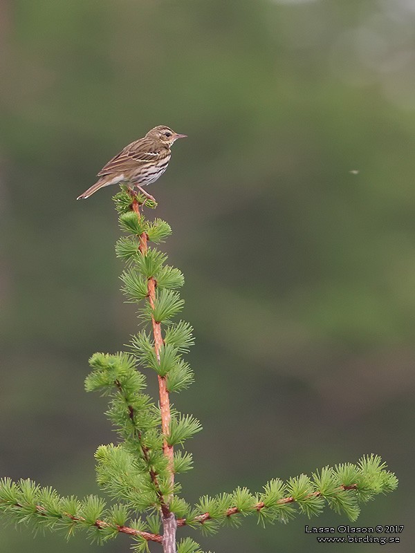 Olive-backed Pipit - ML124258901