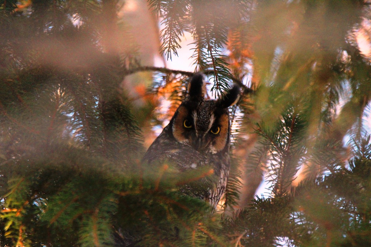 Long-eared Owl - daniel patry