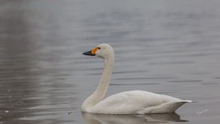Tundra Swan, ML124259671