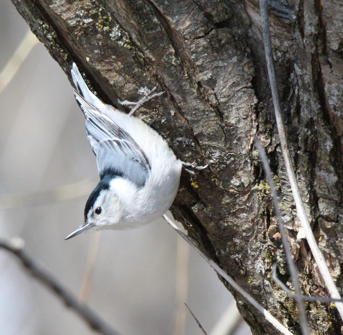 White-breasted Nuthatch - ML124260871