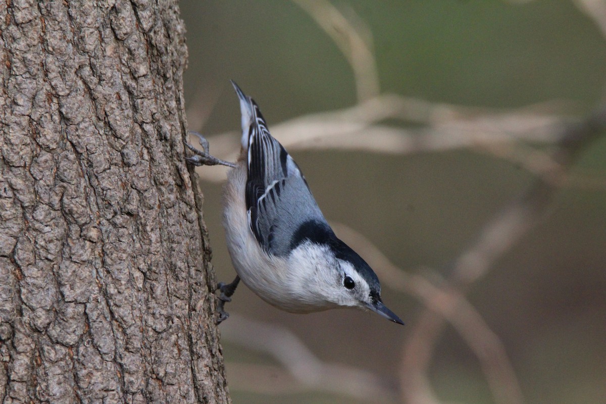 White-breasted Nuthatch - ML124261011