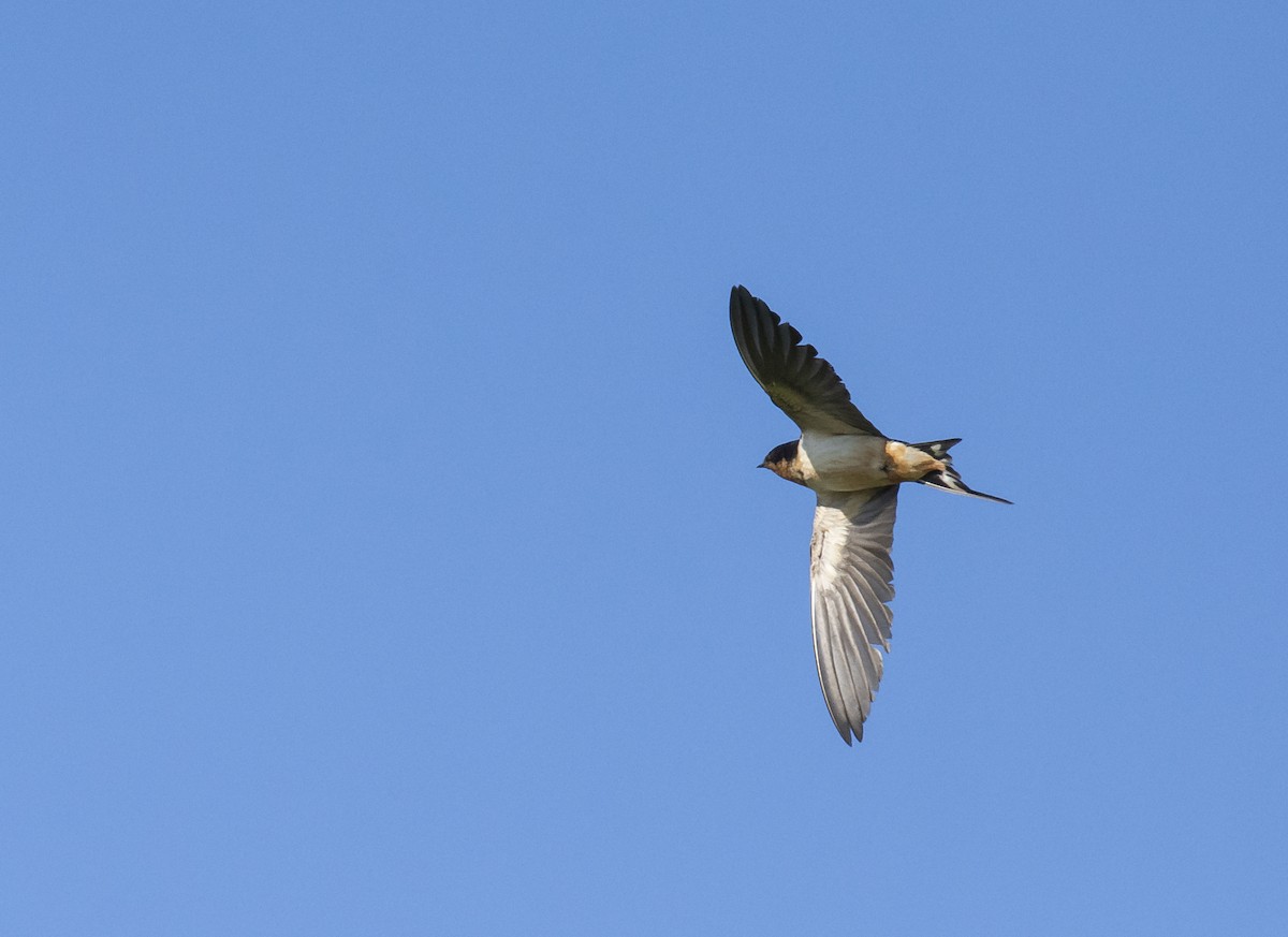 Barn Swallow - Marky Mutchler
