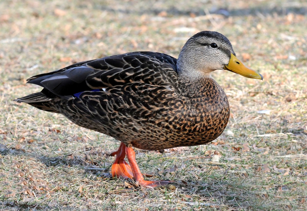 Mexican Duck - ML124263521