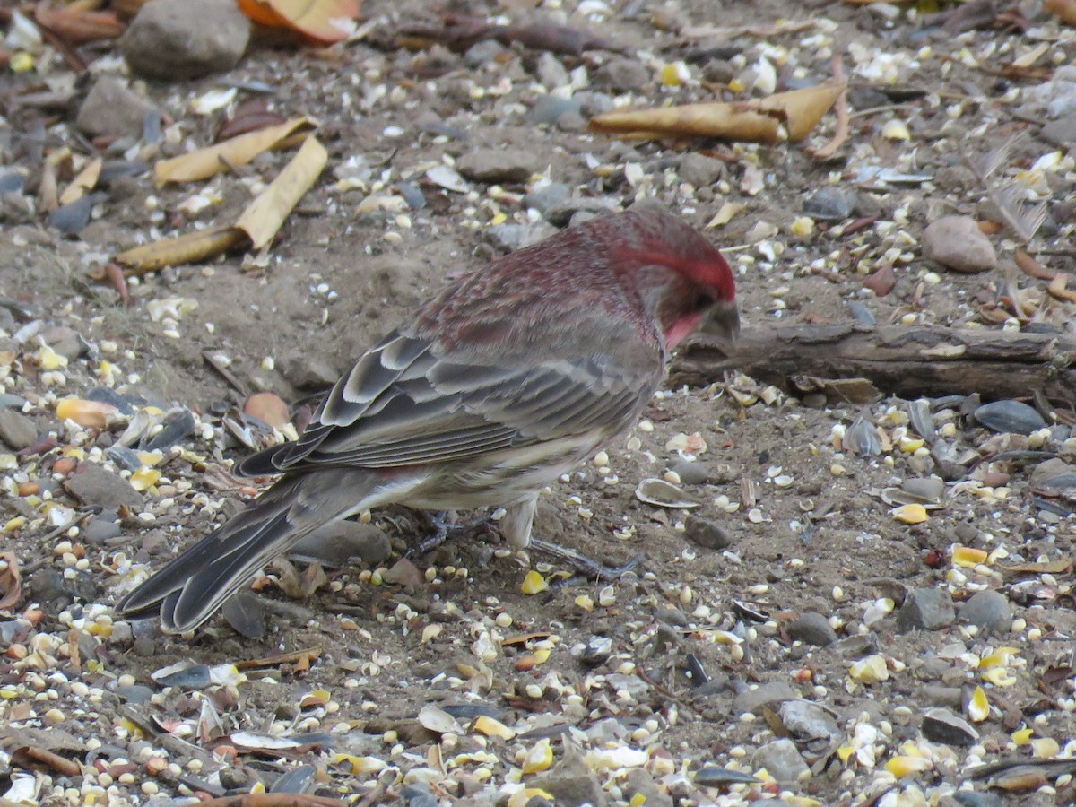House Finch - Colin Dillingham