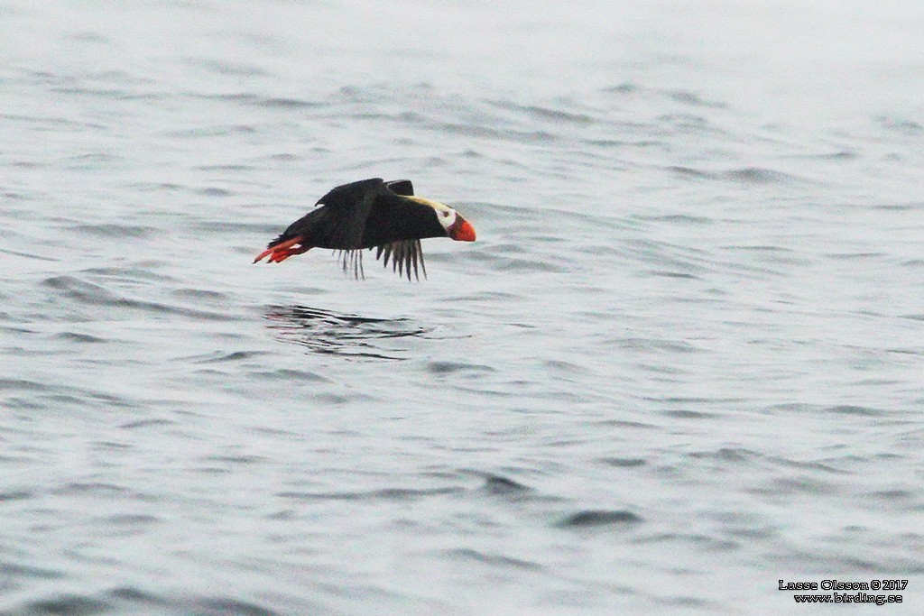 Tufted Puffin - ML124263981