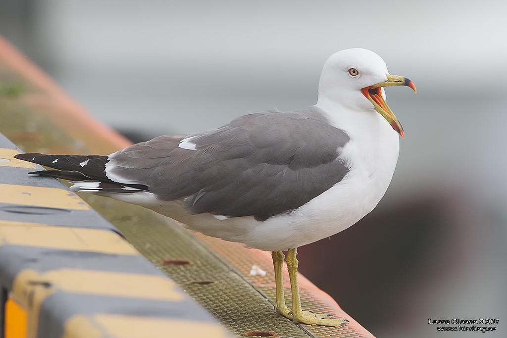 Black-tailed Gull - Lasse Olsson