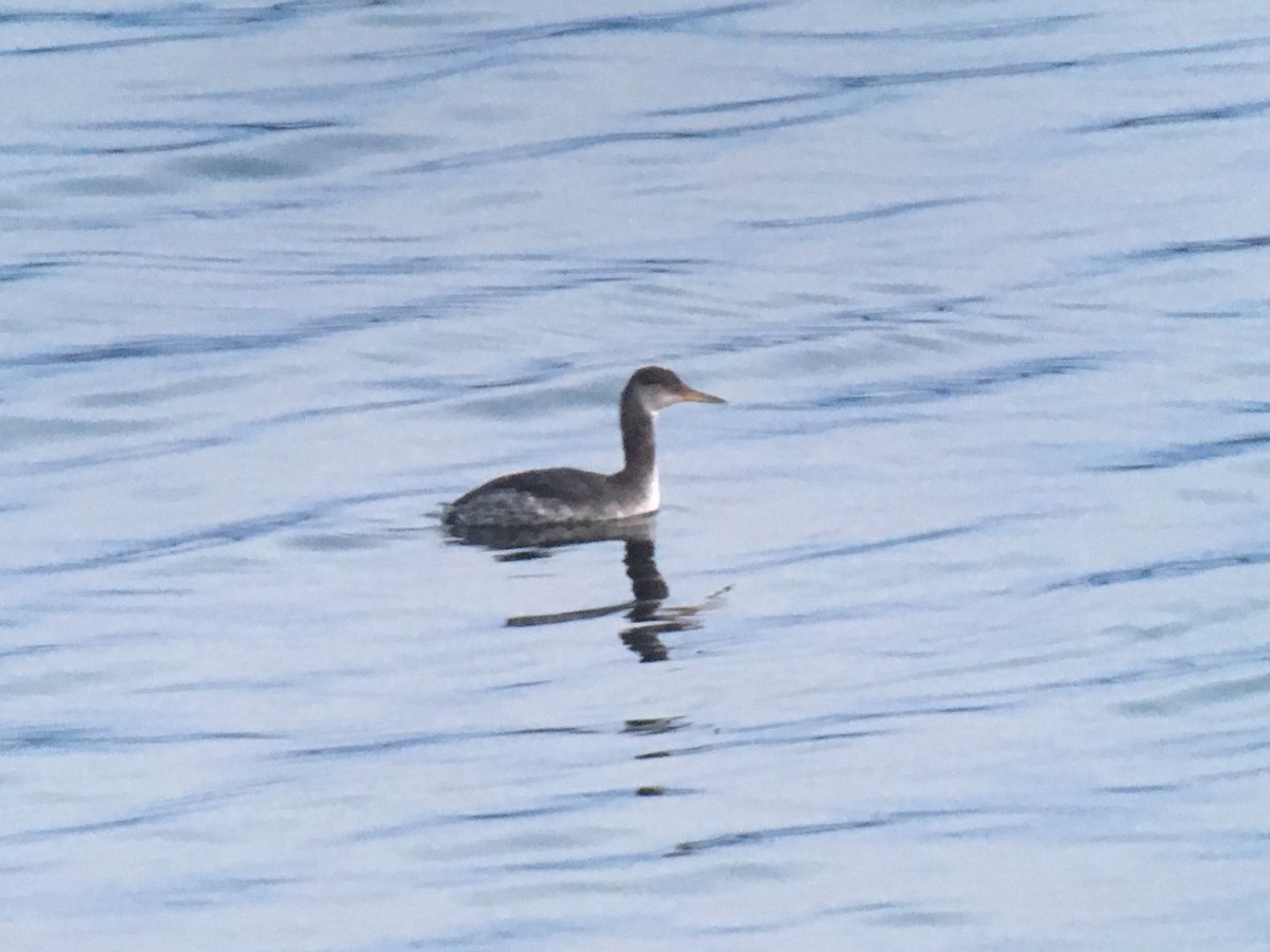 Red-necked Grebe - Larry Therrien