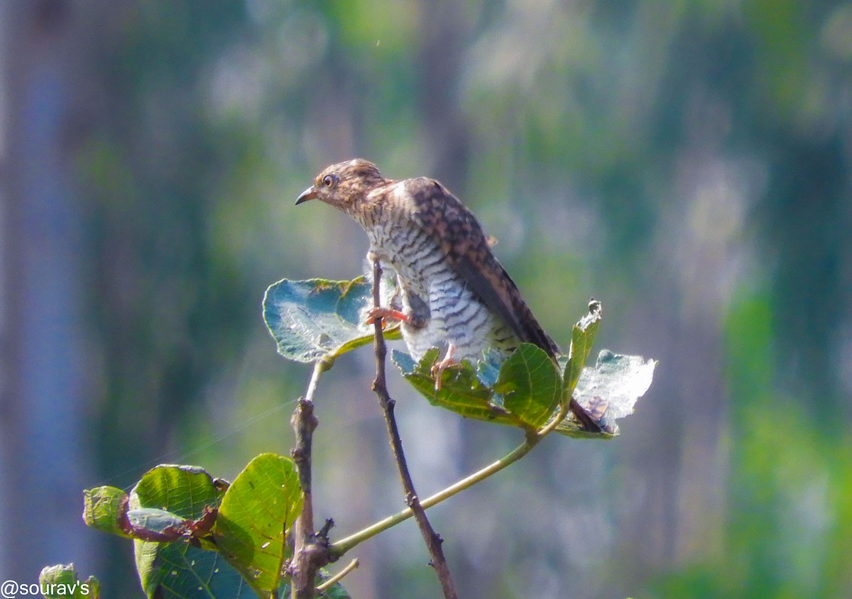 cuckoo sp. (Cuculidae sp.) - sourav maiti