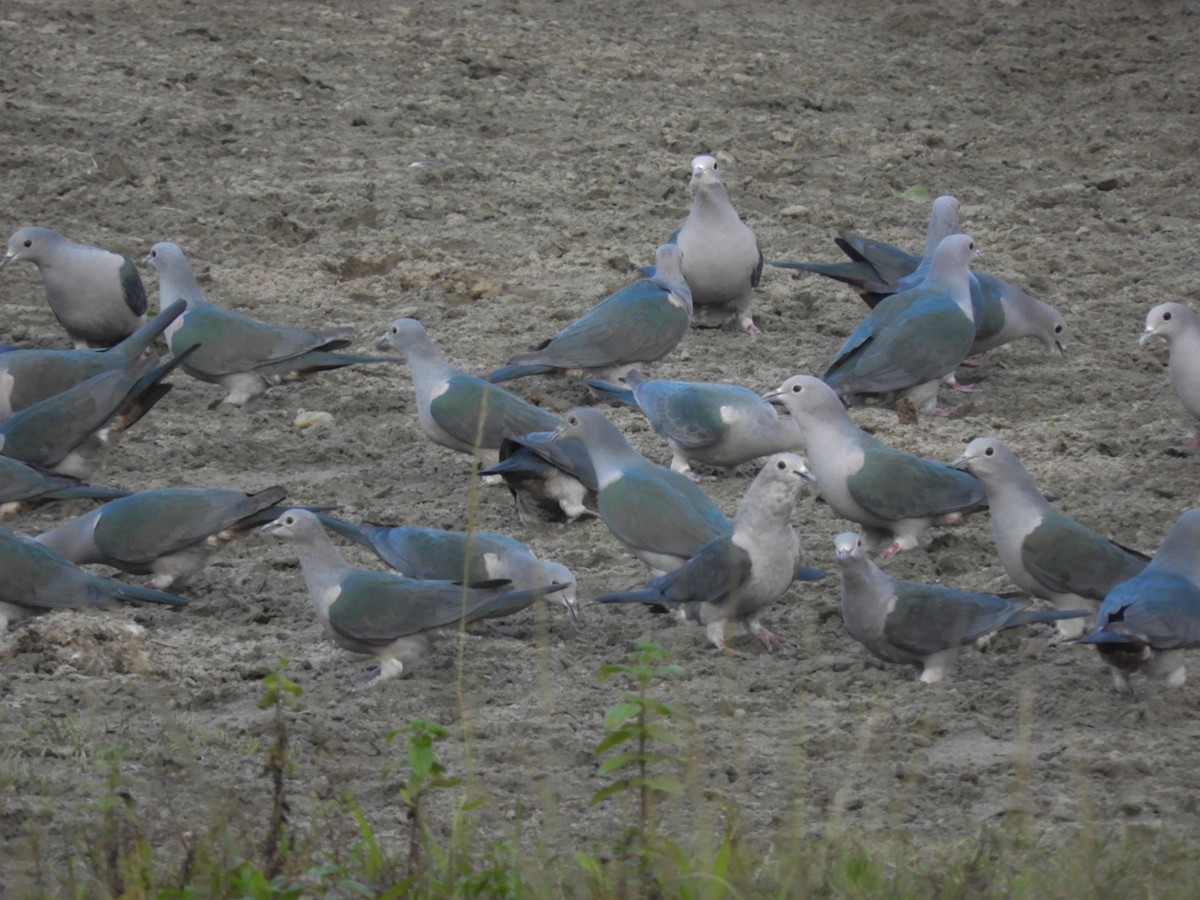 Green Imperial-Pigeon - ML124267831