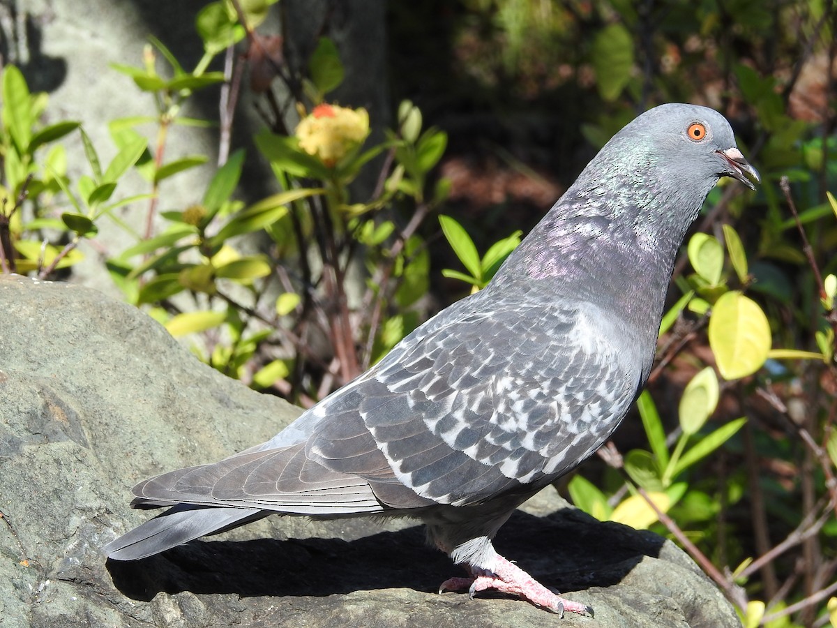 Rock Pigeon (Feral Pigeon) - Richard A Fischer Sr.