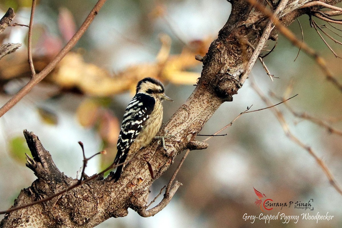 Gray-capped Pygmy Woodpecker - ML124269201