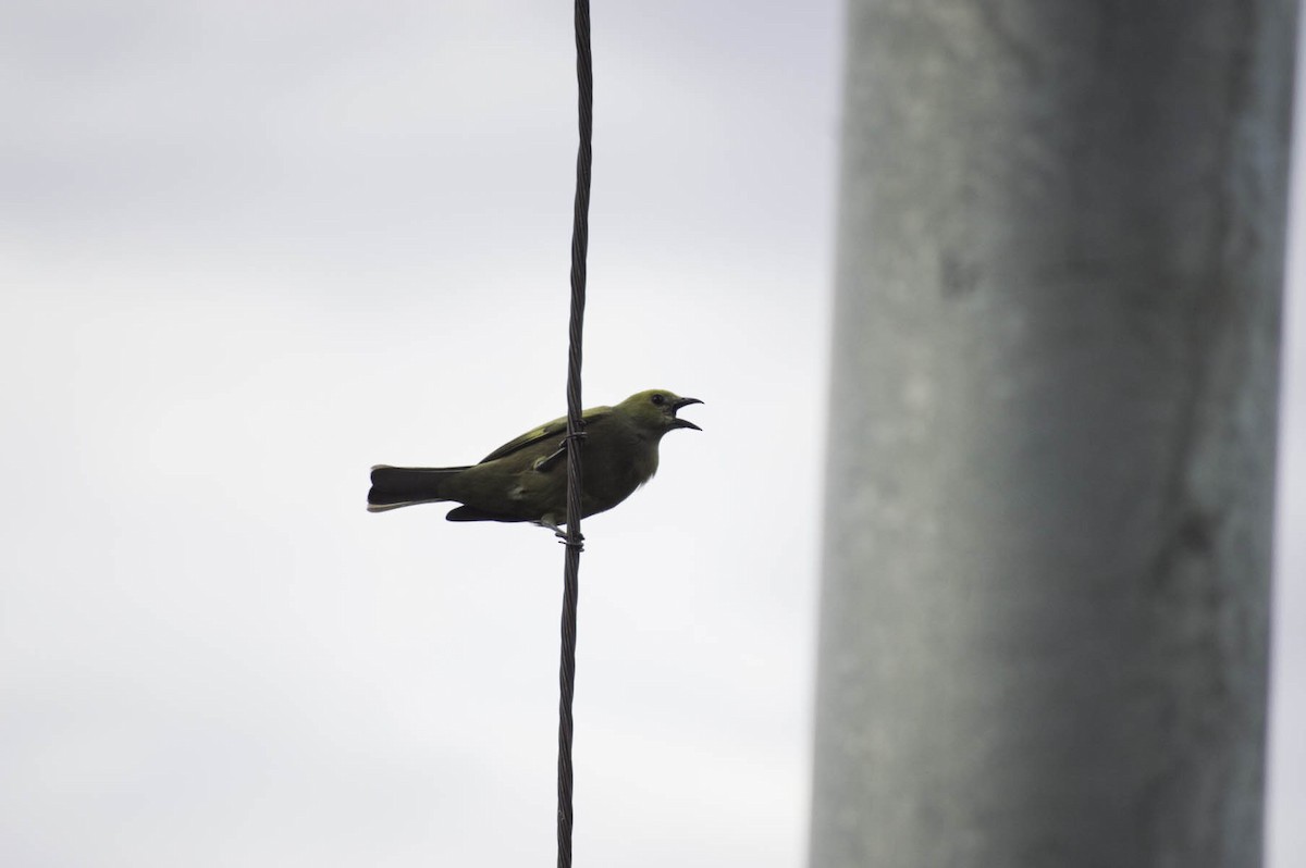 Palm Tanager - ML124269741