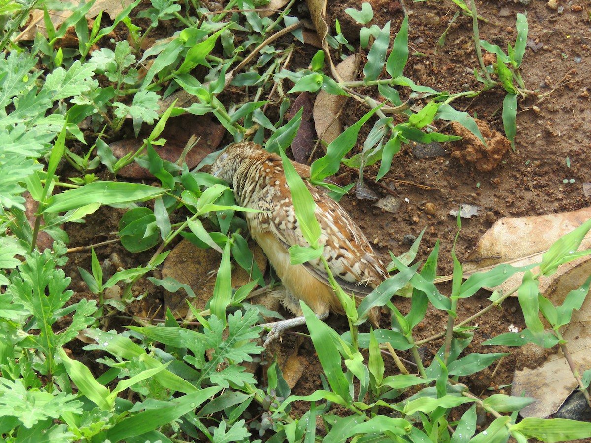 Barred Buttonquail - Selvaganesh K