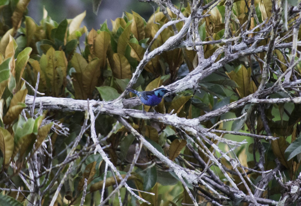 Opal-rumped Tanager - ML124274981