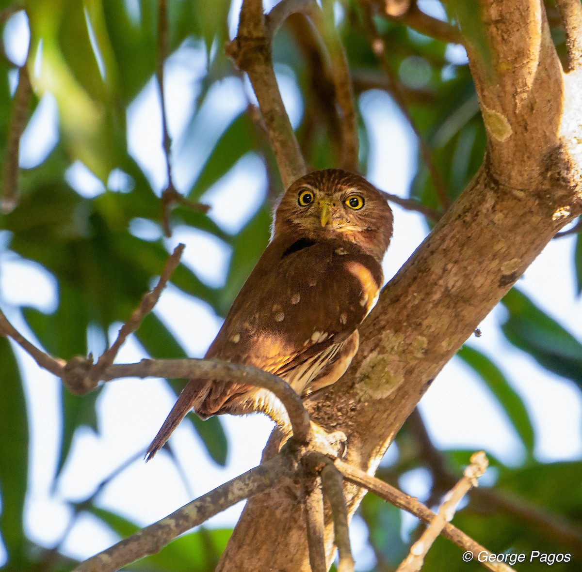 Ferruginous Pygmy-Owl - George Pagos