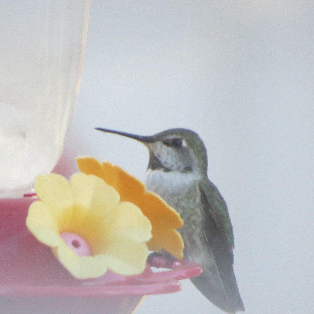 Anna's Hummingbird - ML124280961