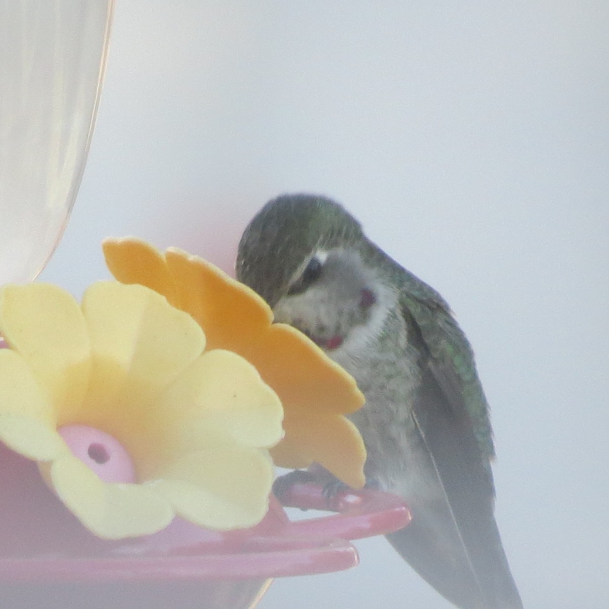 Anna's Hummingbird - ML124280981