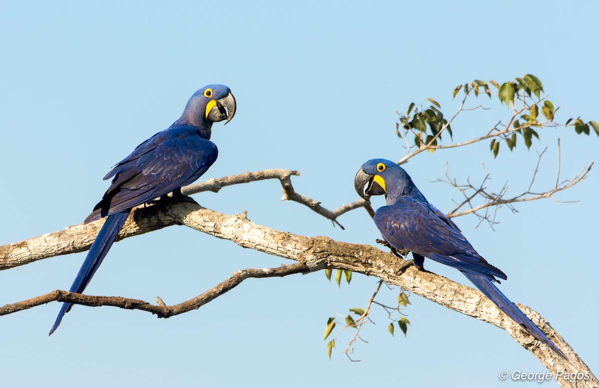 Hyacinth Macaw - George Pagos