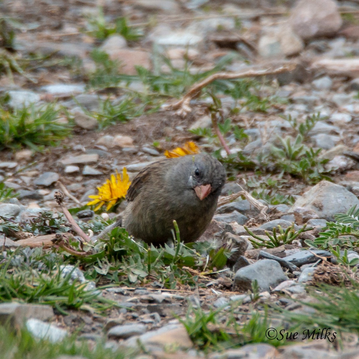 Plain-colored Seedeater - ML124284101