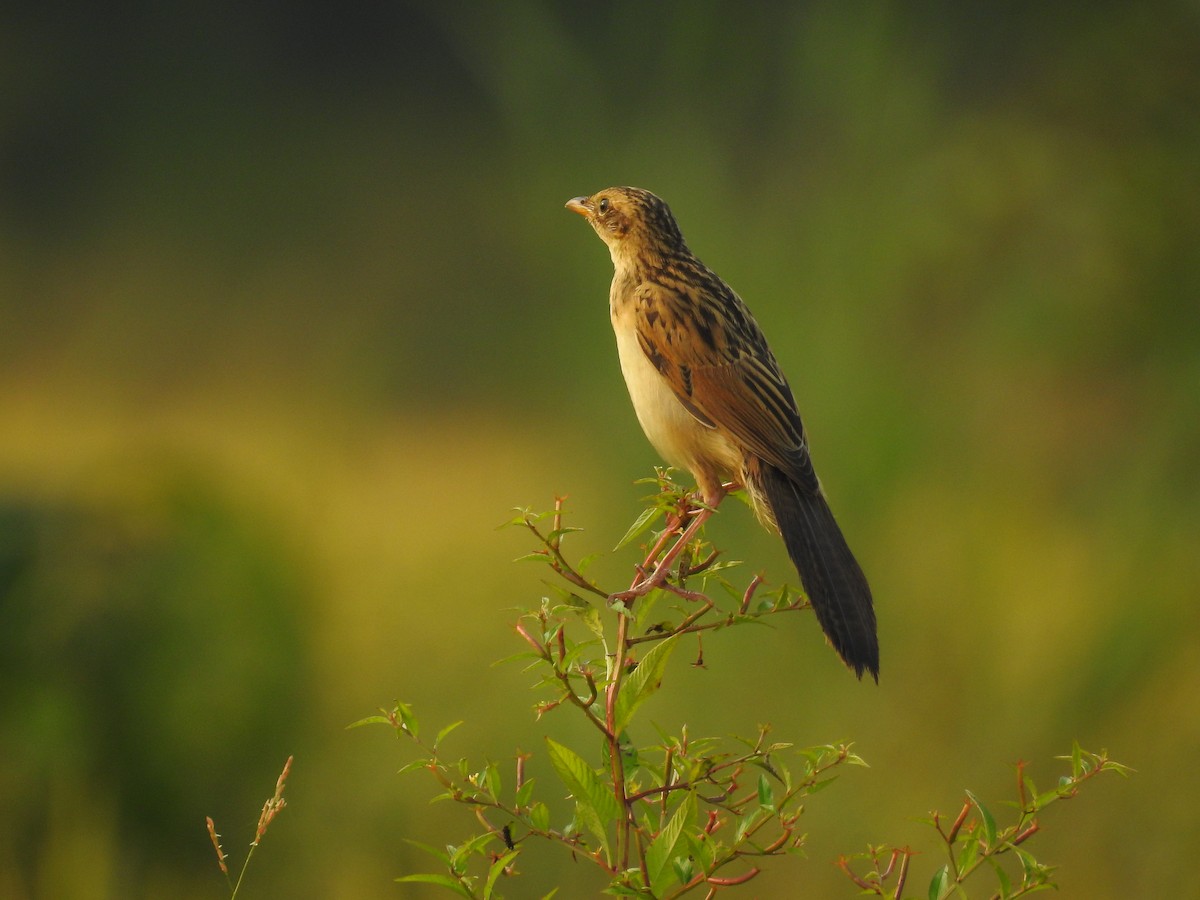 Bristled Grassbird - Afsar Nayakkan