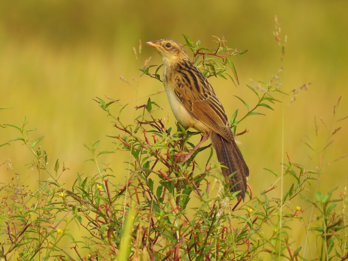 Bristled Grassbird - Afsar Nayakkan