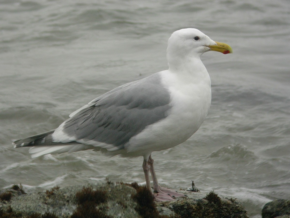 Glaucous-winged Gull - John Martin