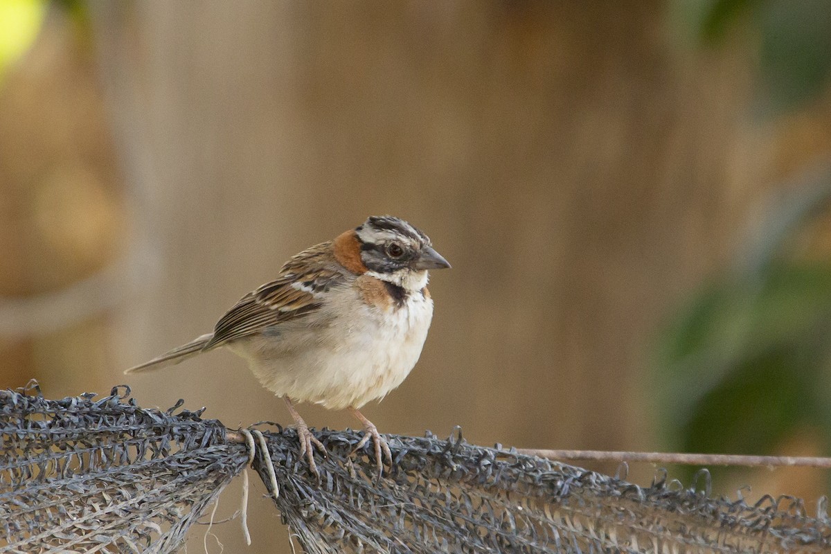 Rufous-collared Sparrow - ML124302251