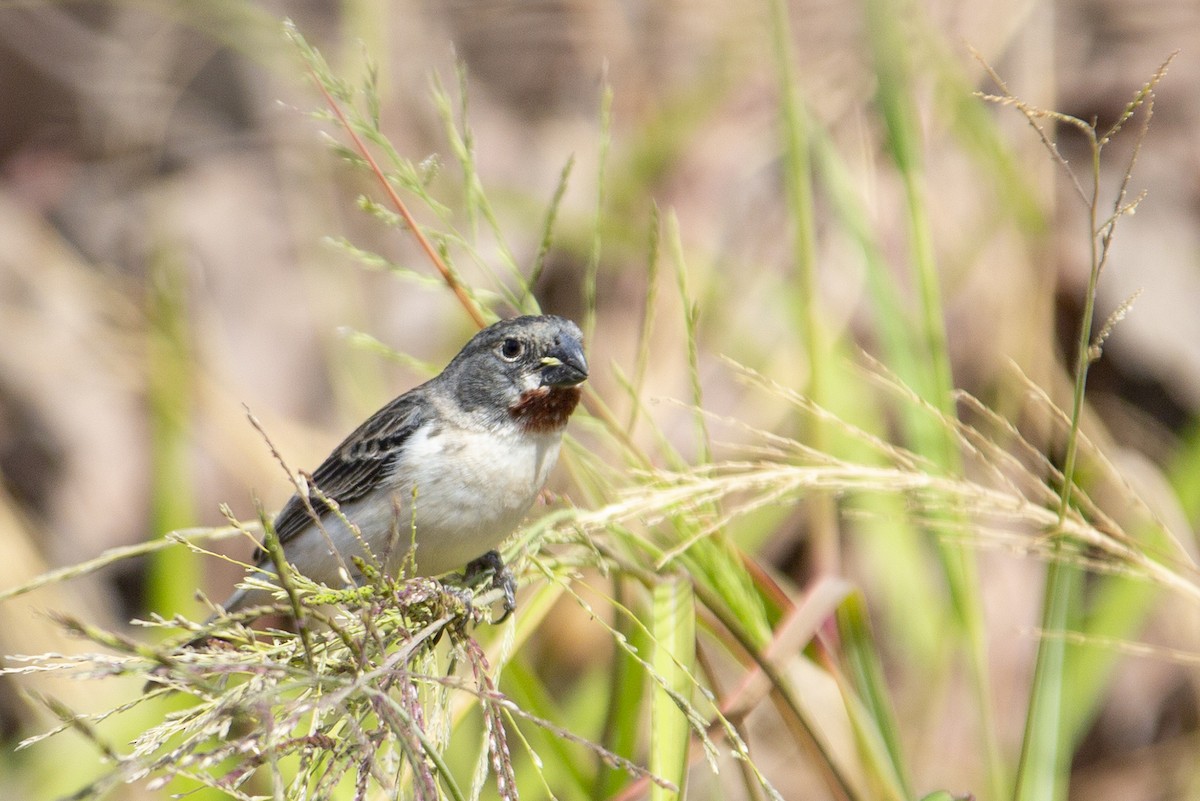 Chestnut-throated Seedeater - Joshua Covill