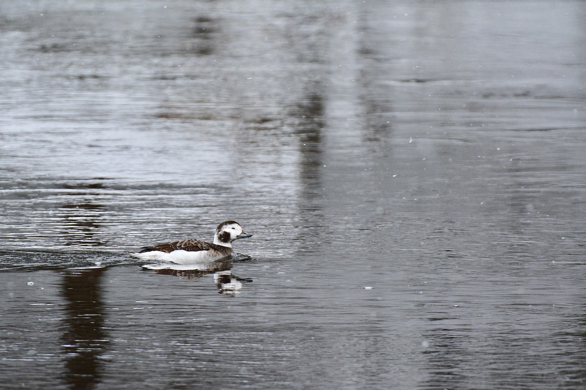 Long-tailed Duck - ML124307101