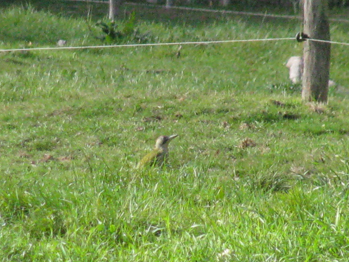 Eurasian Green Woodpecker - ML124308641