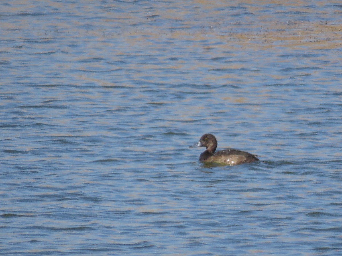 Greater Scaup - ML124308971