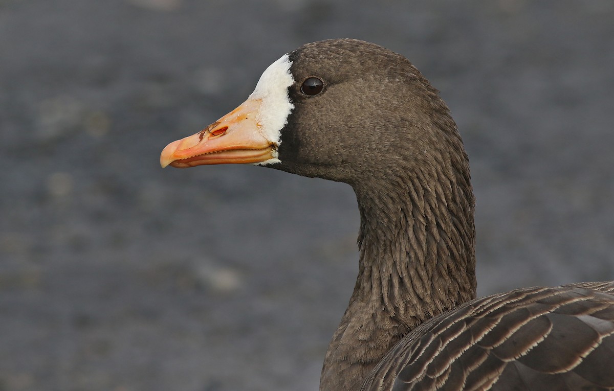 Greater White-fronted Goose (Greenland) - ML124312281