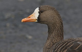 Greater White-fronted Goose (Greenland), ML124312281