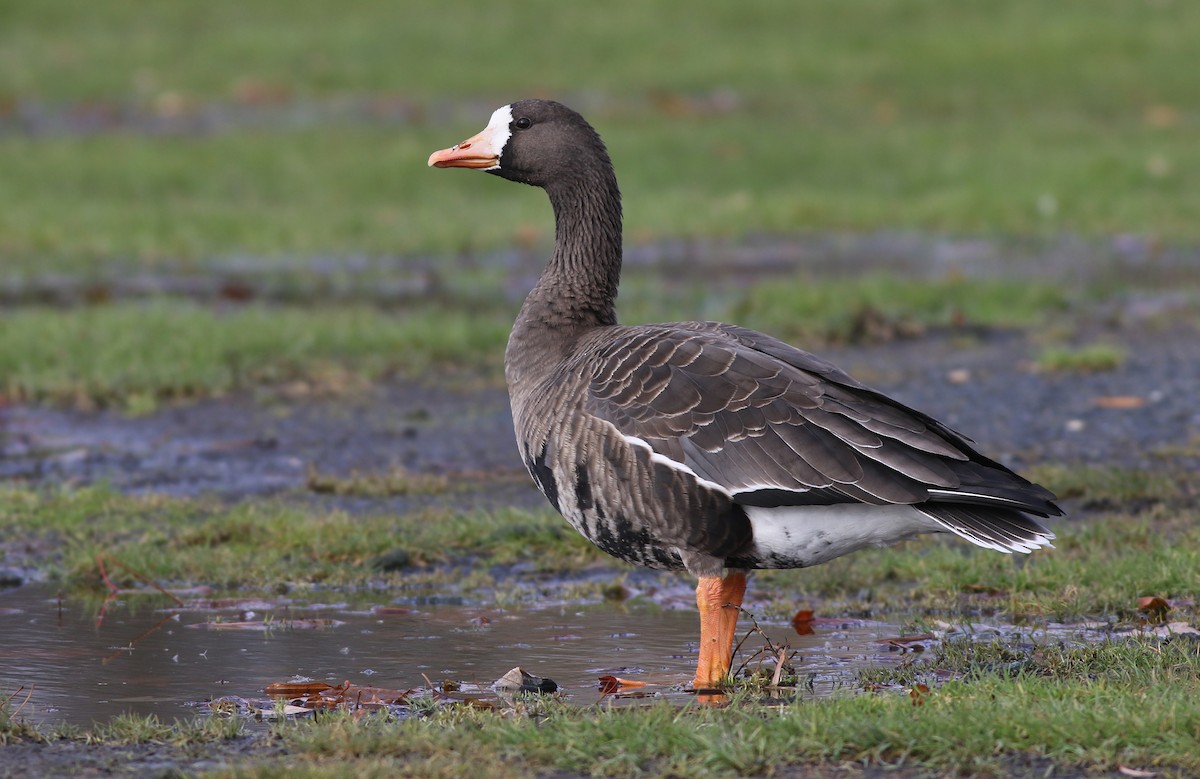 Greater White-fronted Goose (Greenland) - ML124312291