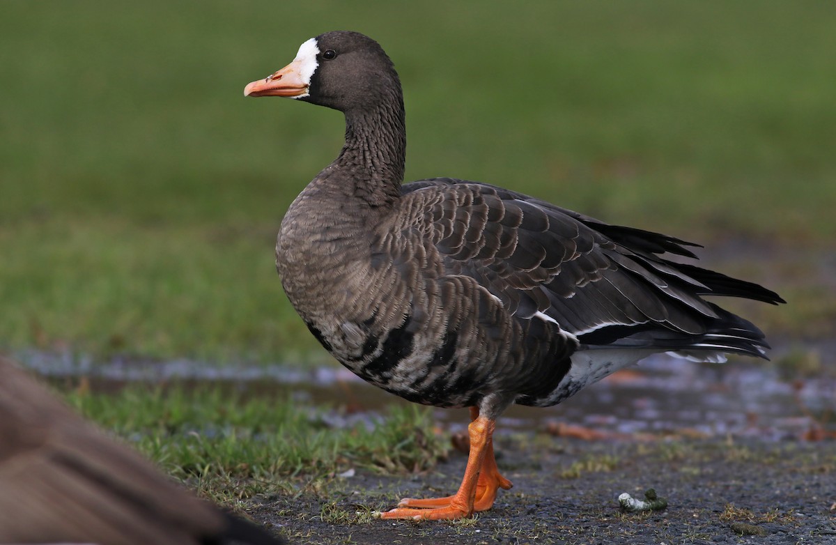Greater White-fronted Goose (Greenland) - ML124312301