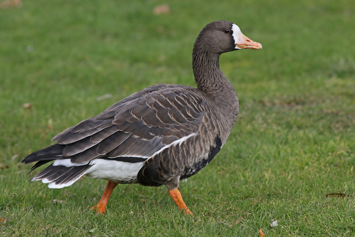 Greater White-fronted Goose (Greenland) - ML124312331