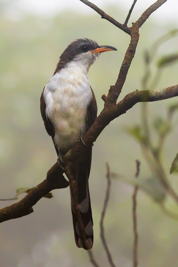 Pearly-breasted Cuckoo - Marcelo Feliti