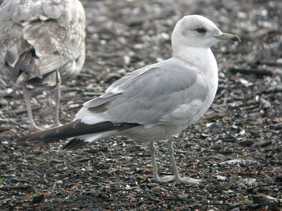 Short-billed Gull - John Martin