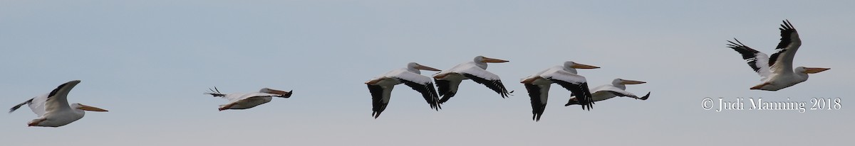American White Pelican - Carl & Judi Manning