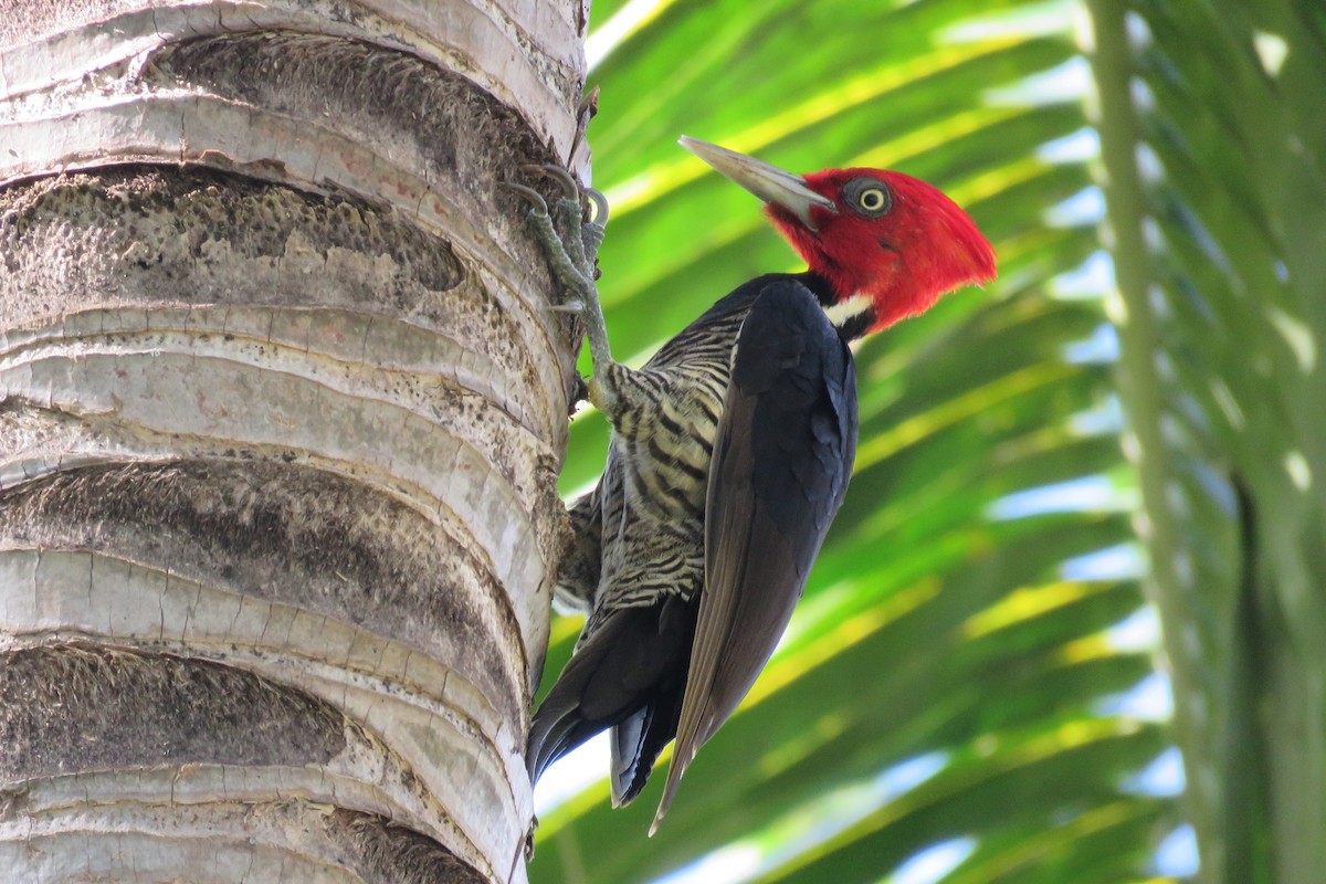 Pale-billed Woodpecker - William Legge