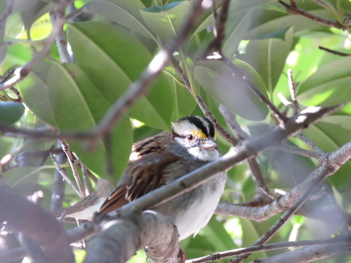 White-throated Sparrow - Bradyn Smith