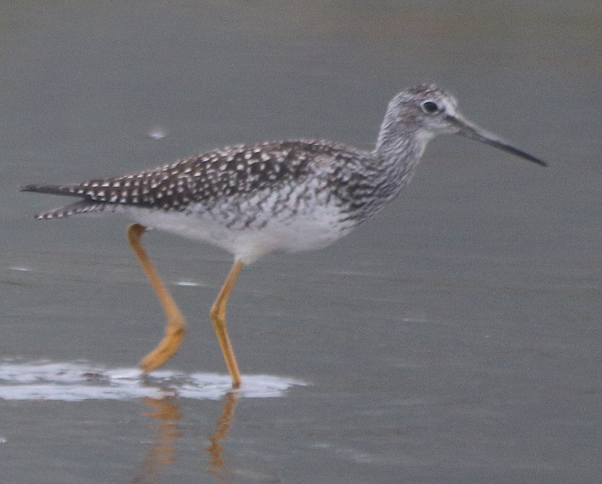 Greater Yellowlegs - Jean Laperrière COHL