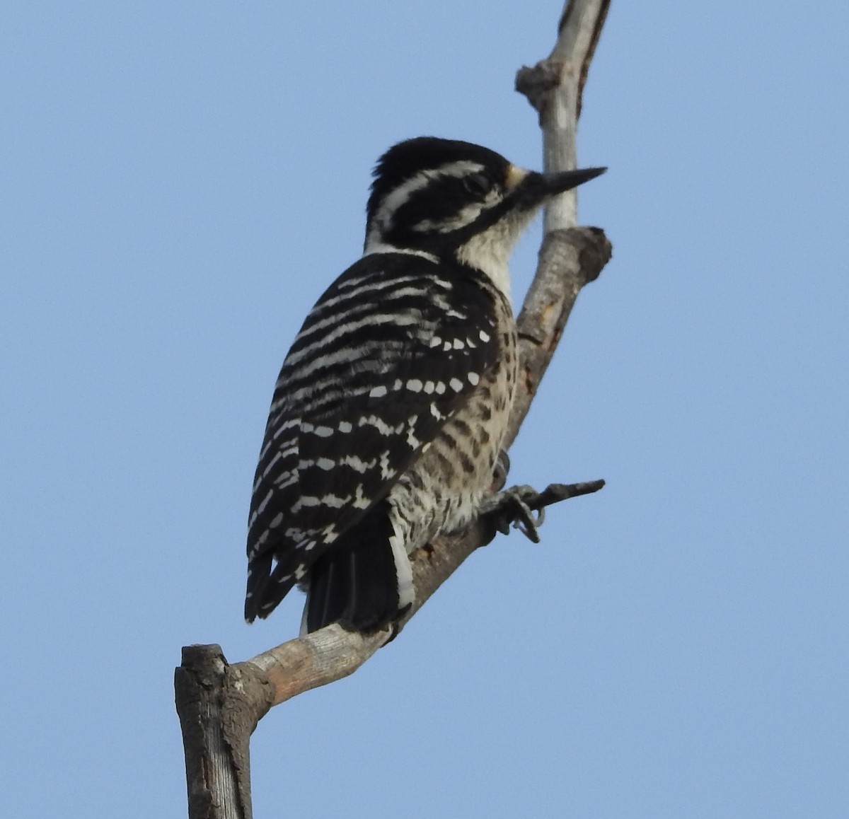 Nuttall's Woodpecker - Mike Coulson