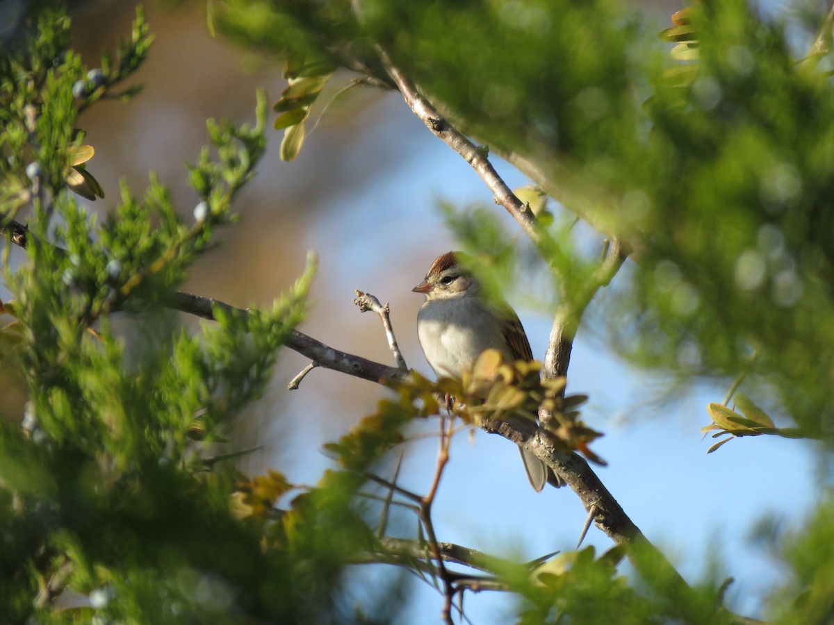 Chipping Sparrow - ML124324221